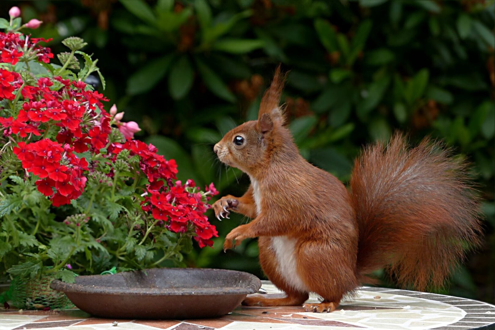 Backyard Wisdom Paddy Fievet